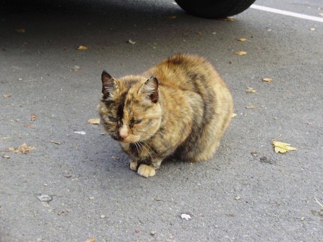 Image: chat-du-centre-ci...eraie-005-8dcb1b.jpg
