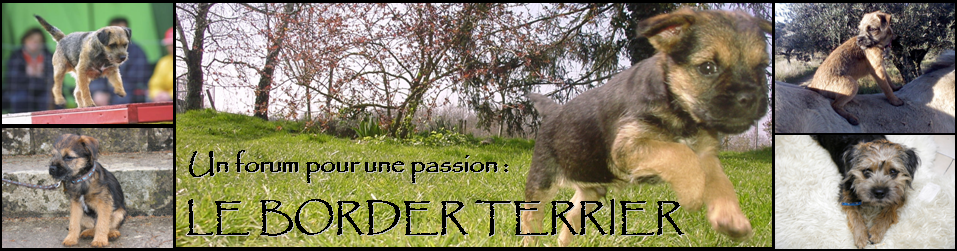LE FORUM DES BORDER TERRIERS Index du Forum