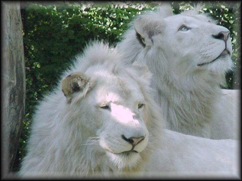 Lions albinos