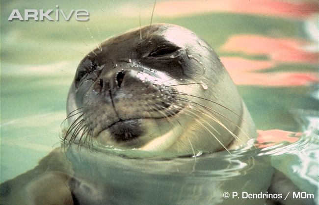 Phoque moine de Méditerranée / Mediterranean Monk Seal (il en reste environs 
