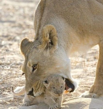 Image-lionne-lionceau-fanfan