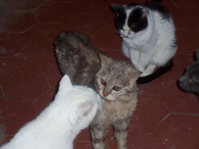 Image: 100_2077-10130e4.jpg